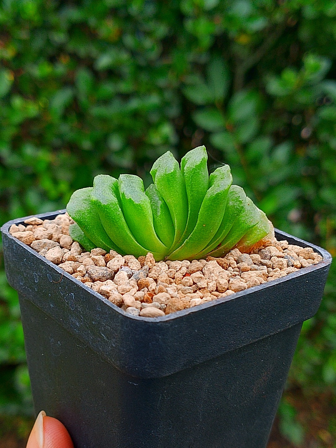 Haworthia Lime lemon A | maceta 2"