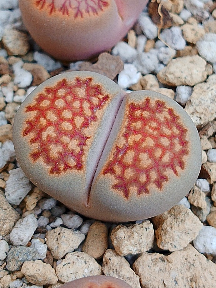 Lithops Julii 'Arlequin'