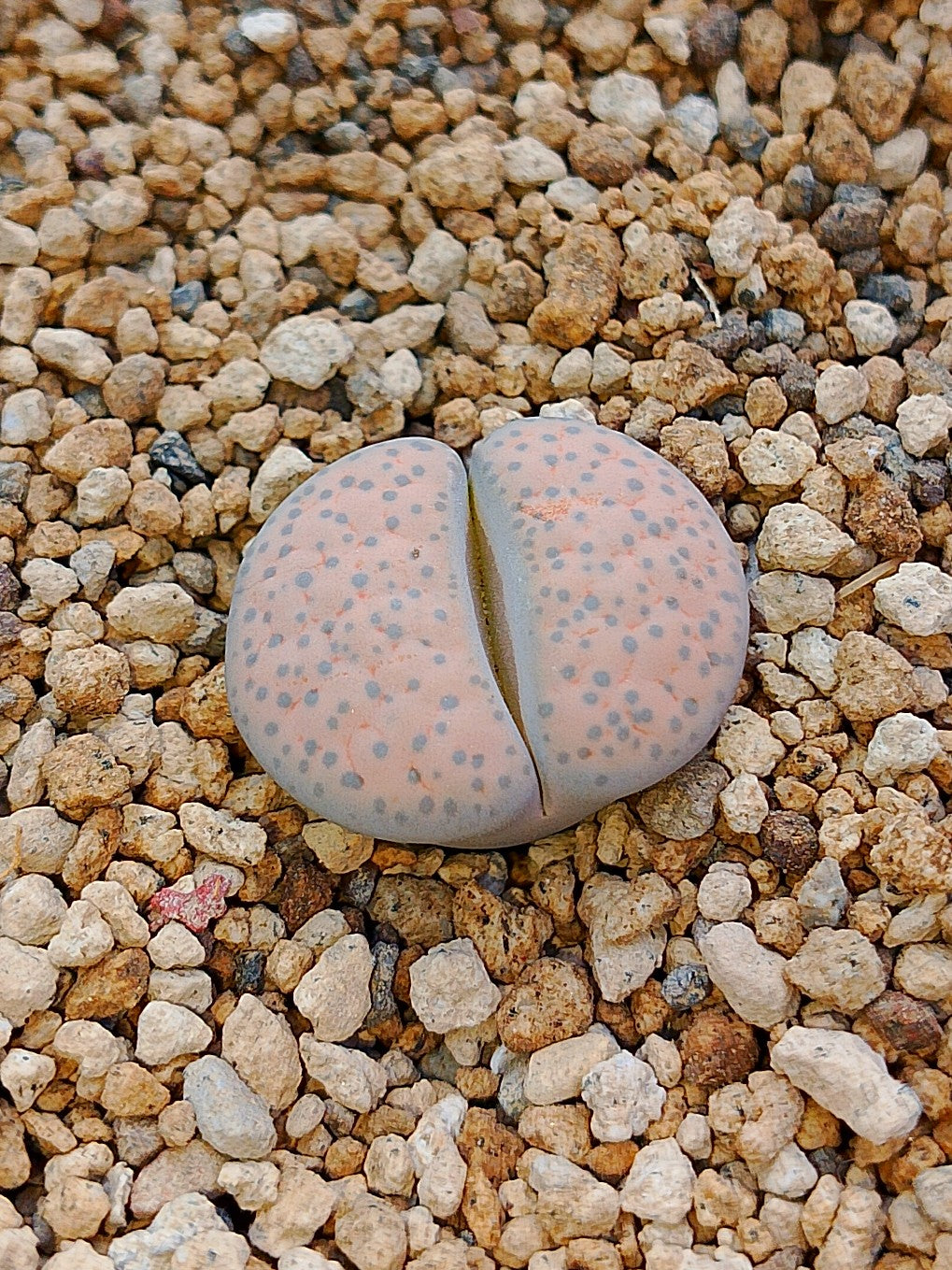 C278 	Lithops fulviceps v. fulviceps