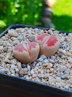 Lithops Karasmontana 'Top red'  | 2 cabezas