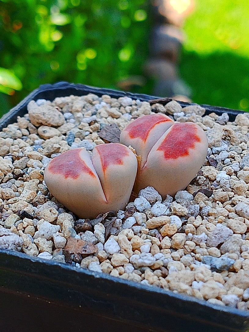 Lithops Karasmontana 'Top red'  | 2 cabezas
