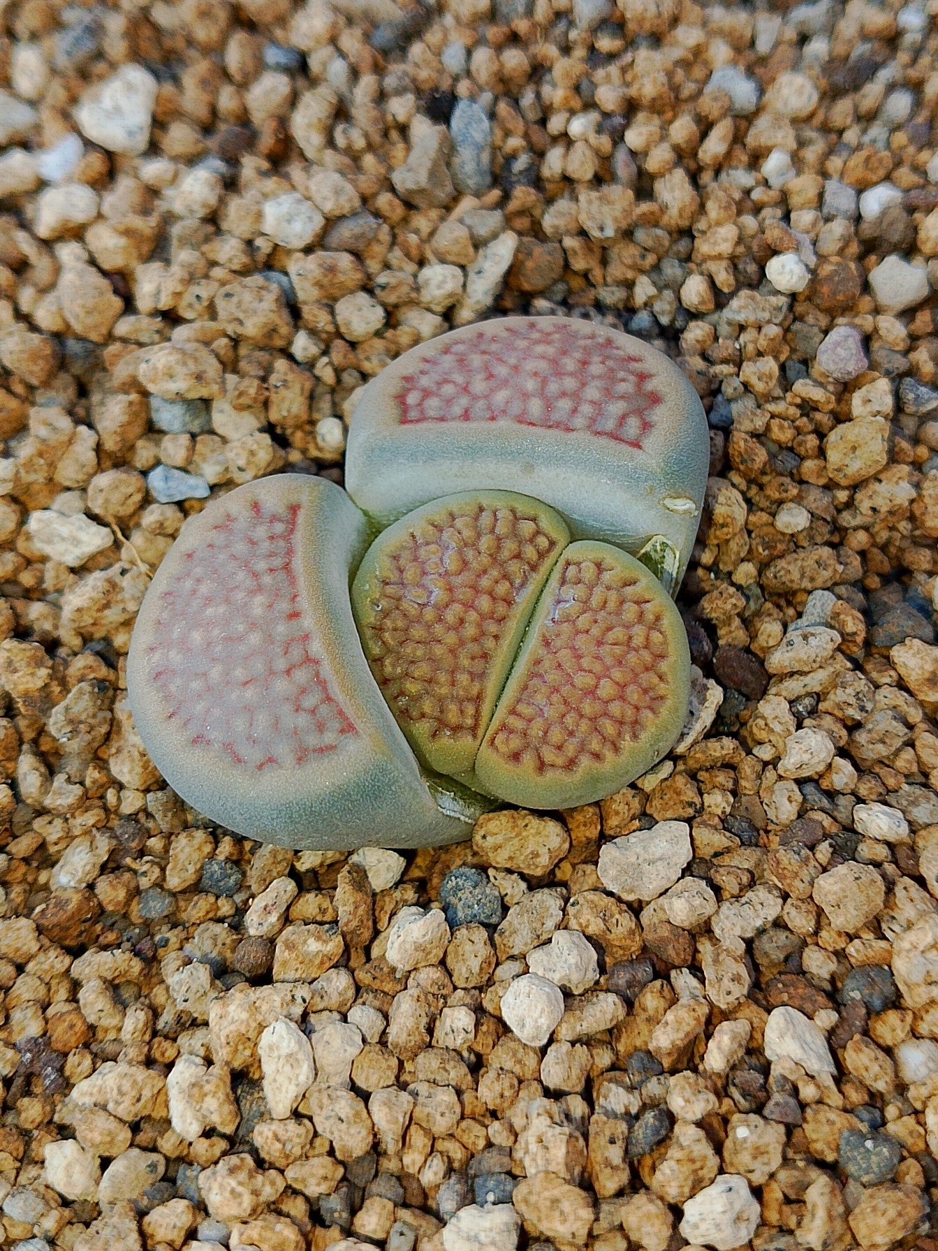 C375 	Lithops hallii v. hallii
