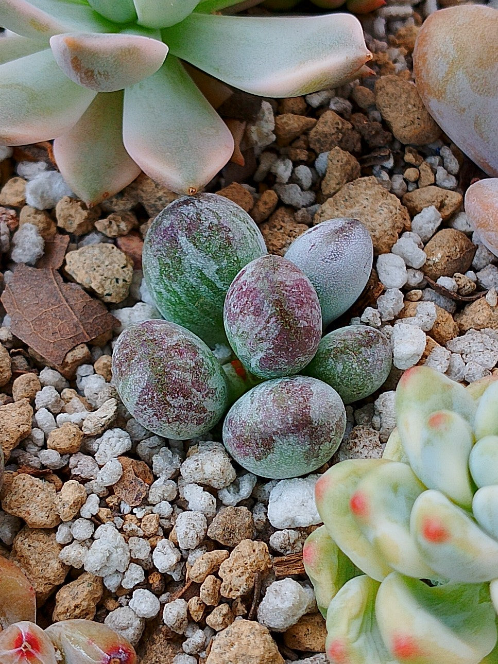 Cotyledon orbiculata leopard variegado mini A