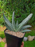 Gasteria Sakura Fuji | maceta 3.5"
