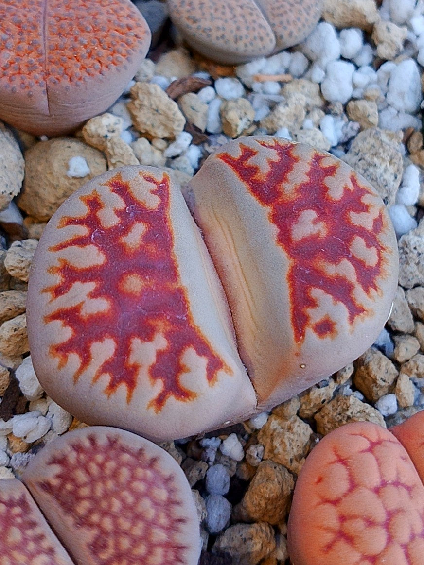 CL006 Lithops Karasmontana'Lava flow'