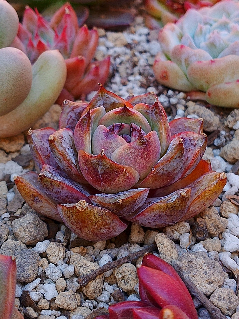 Echeveria Mirinae | maceta 3"