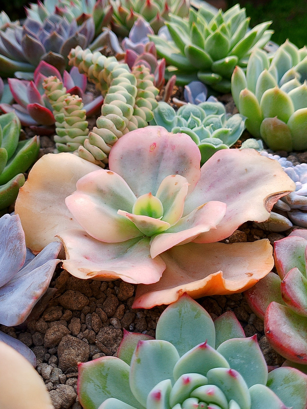 Echeveria Suyon White var| maceta 3.5"
