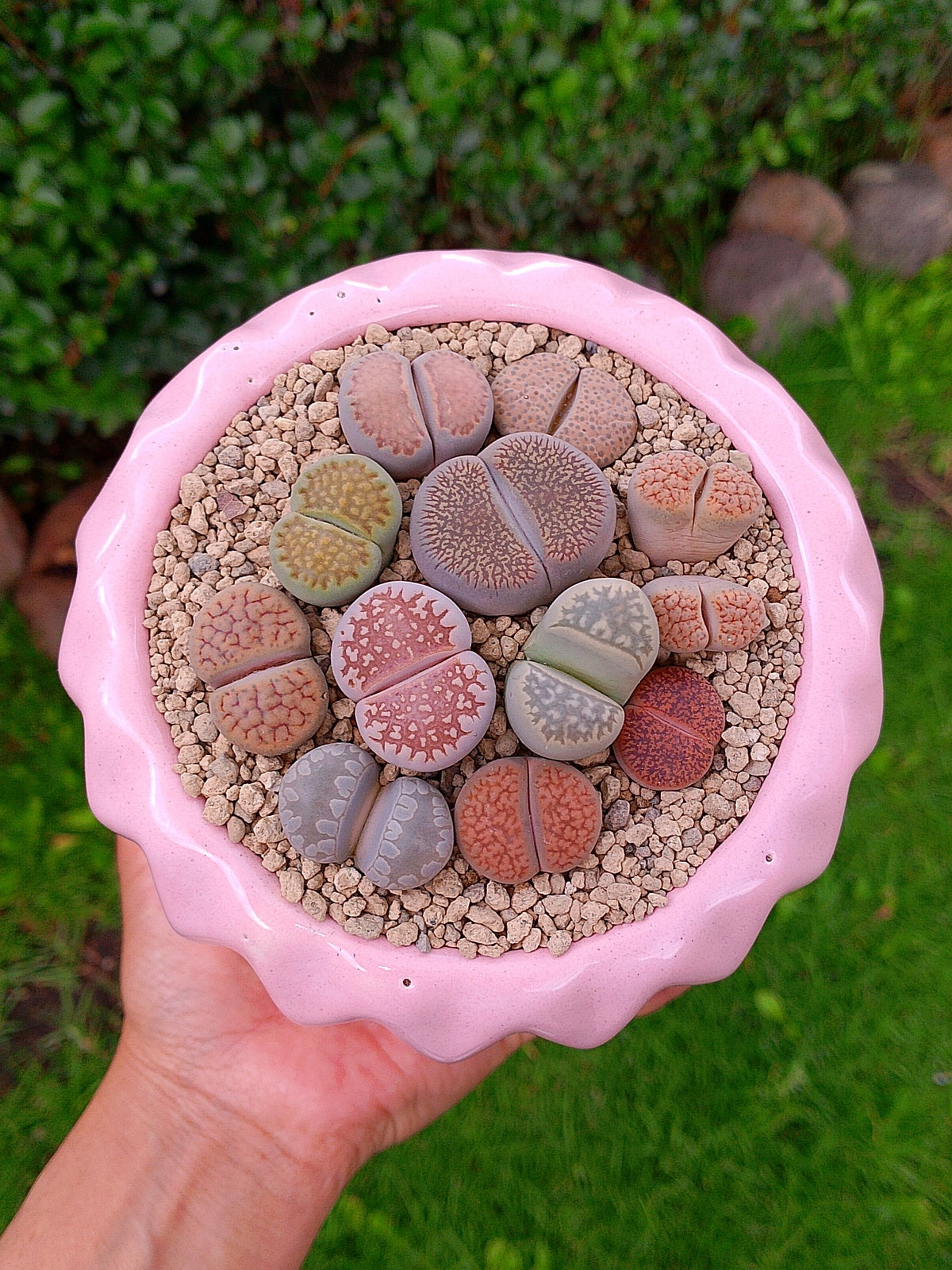 Paquete lithops Mix - circular D