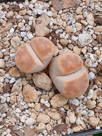 Lithops Karasmontana  | 2 cabezas