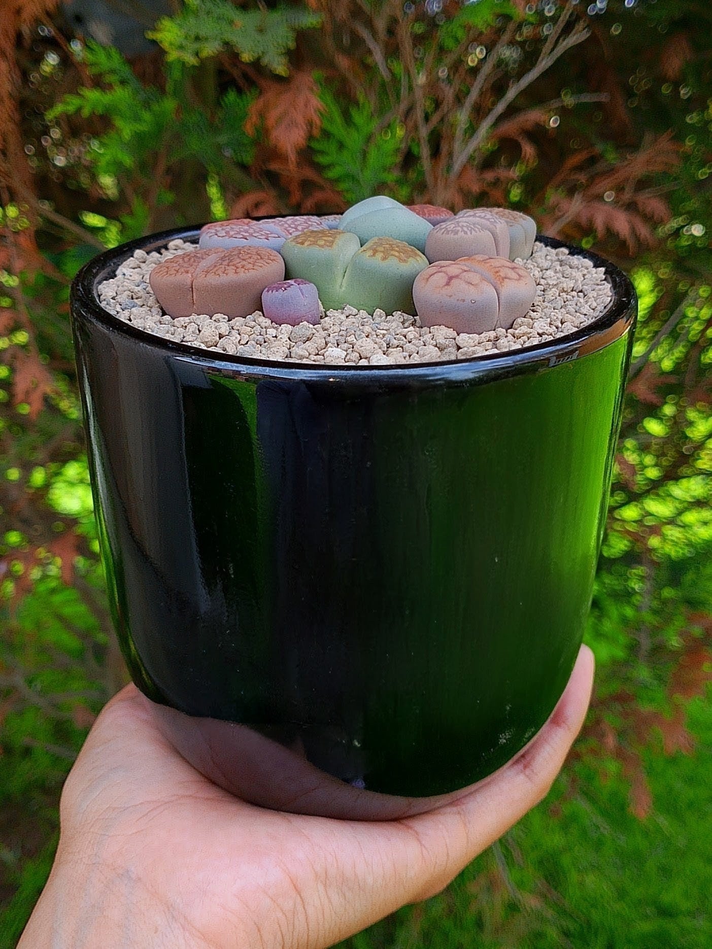 Paquete lithops Mix - circular B