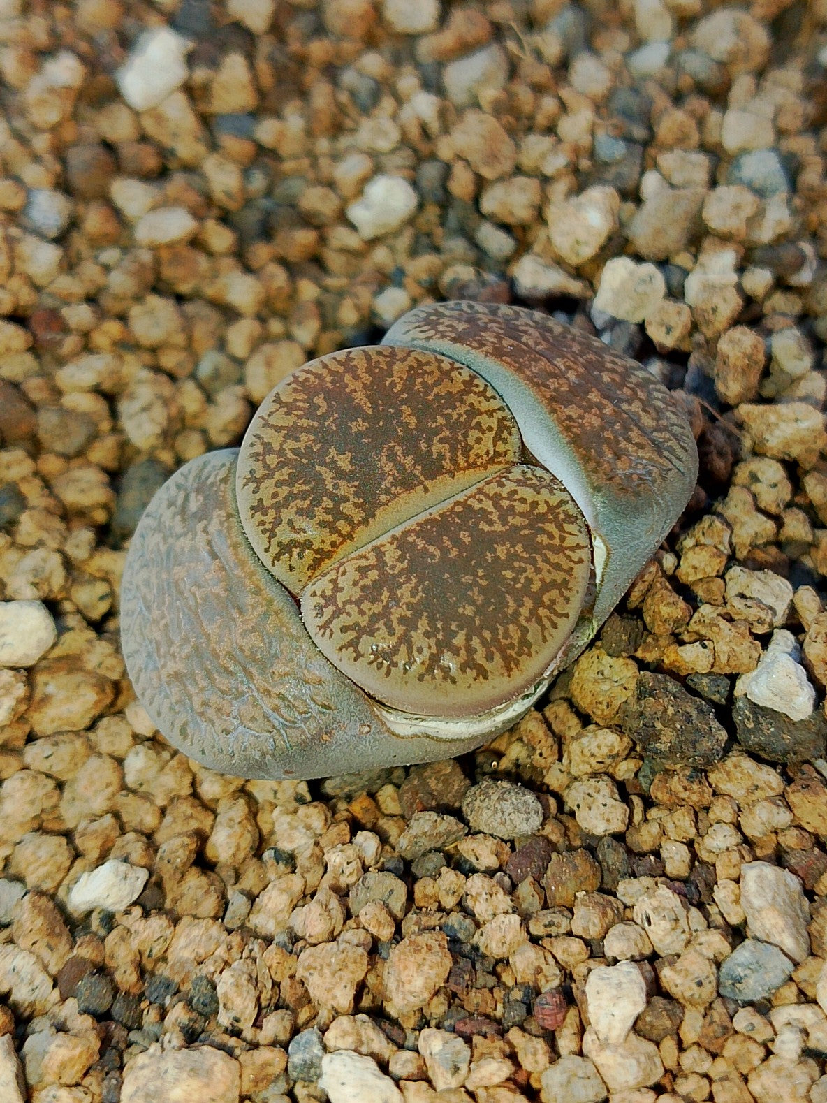 C014 	Lithops lesliei ssp. lesliei v. lesliei (Kimberley Form)