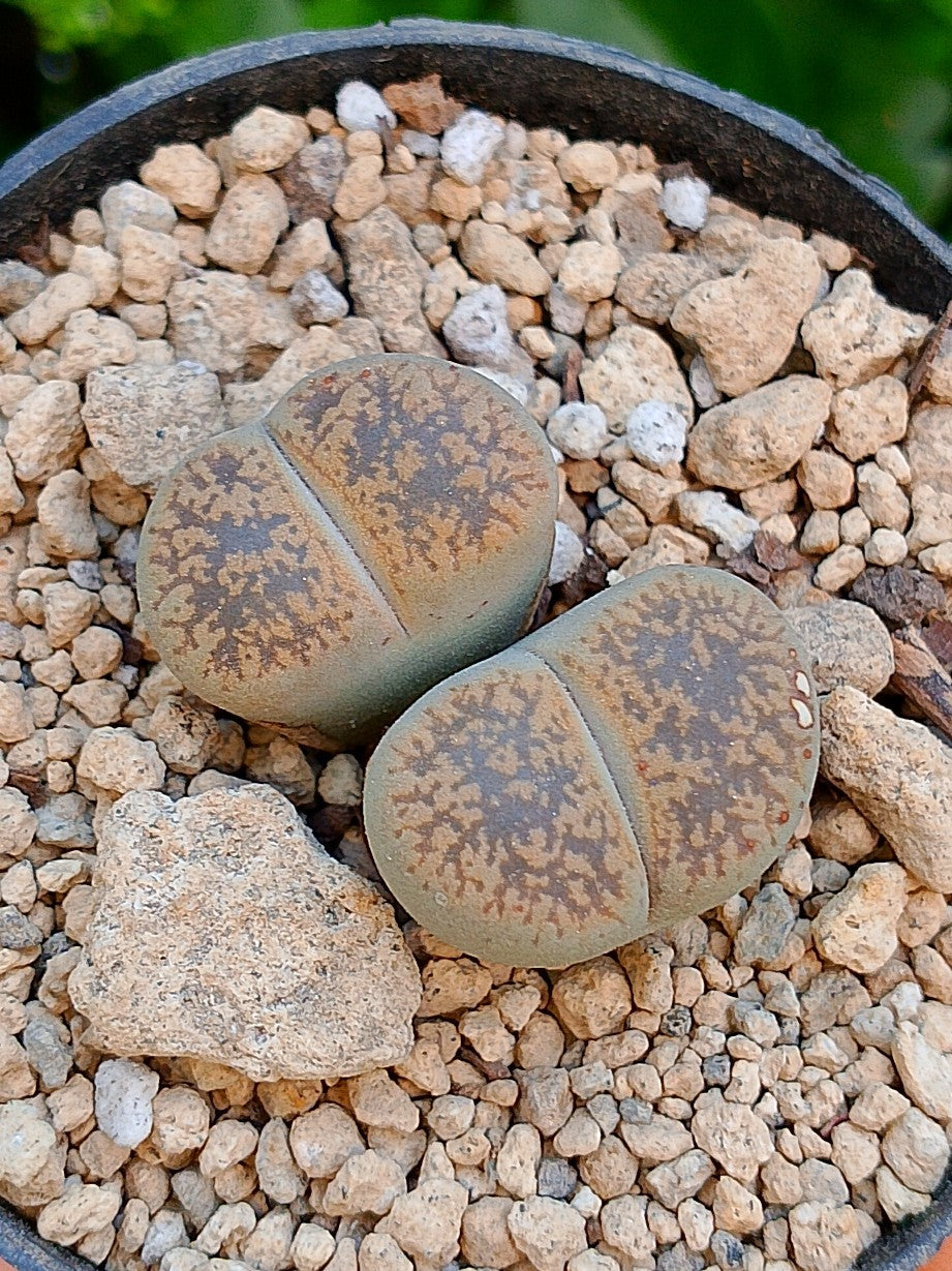 Lithops Leslie - 2 cabezas