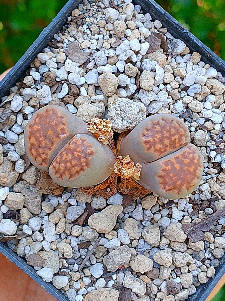 Lithops Hallii | 2 cabezas