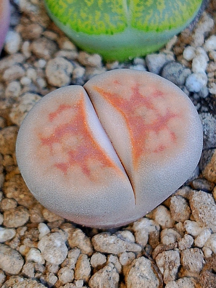 Lithops karasmontana var. aiaisensis 'Orange top'