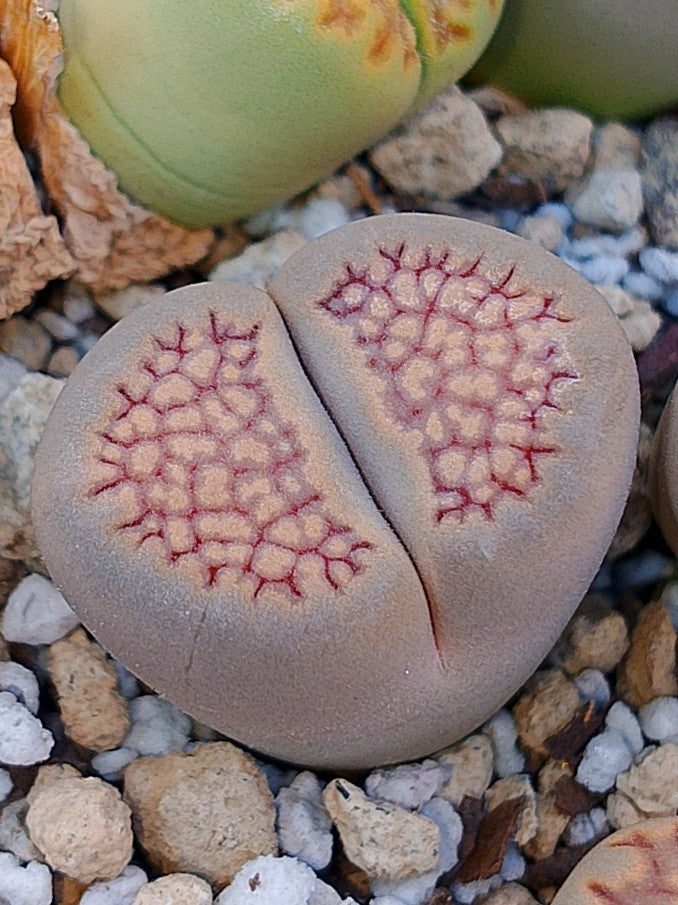 C303 	Lithops hallii v. ochracea