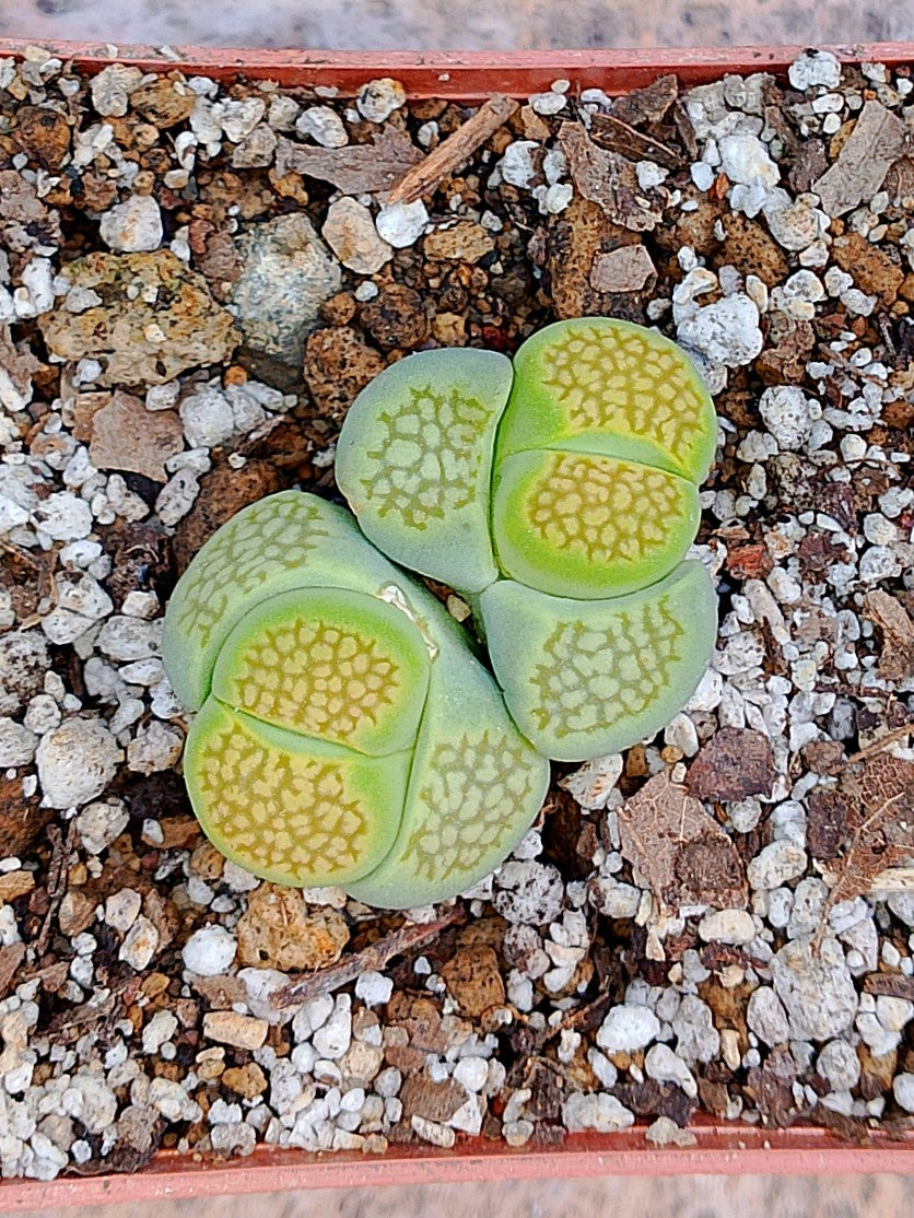 Lithops Halii var ochracea 'Green Soapstone' 2 cabezas