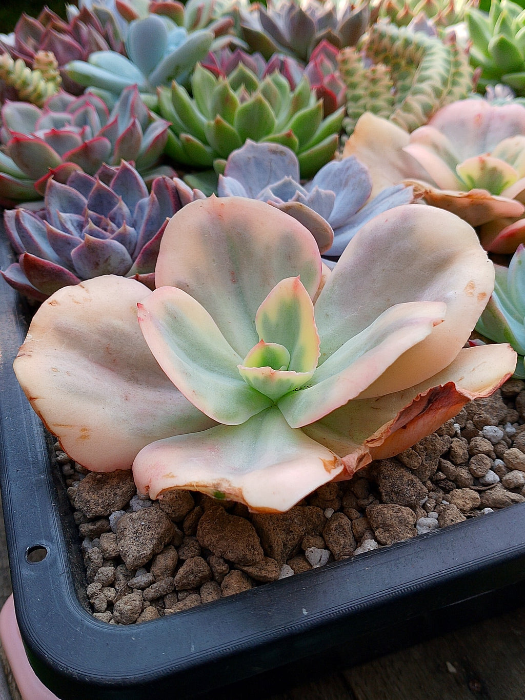 Echeveria Suyon White var| maceta 3.5"