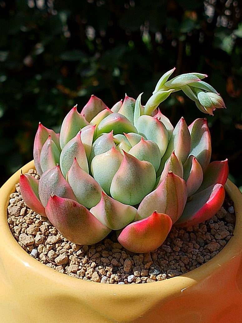 Echeveria Franc avenue