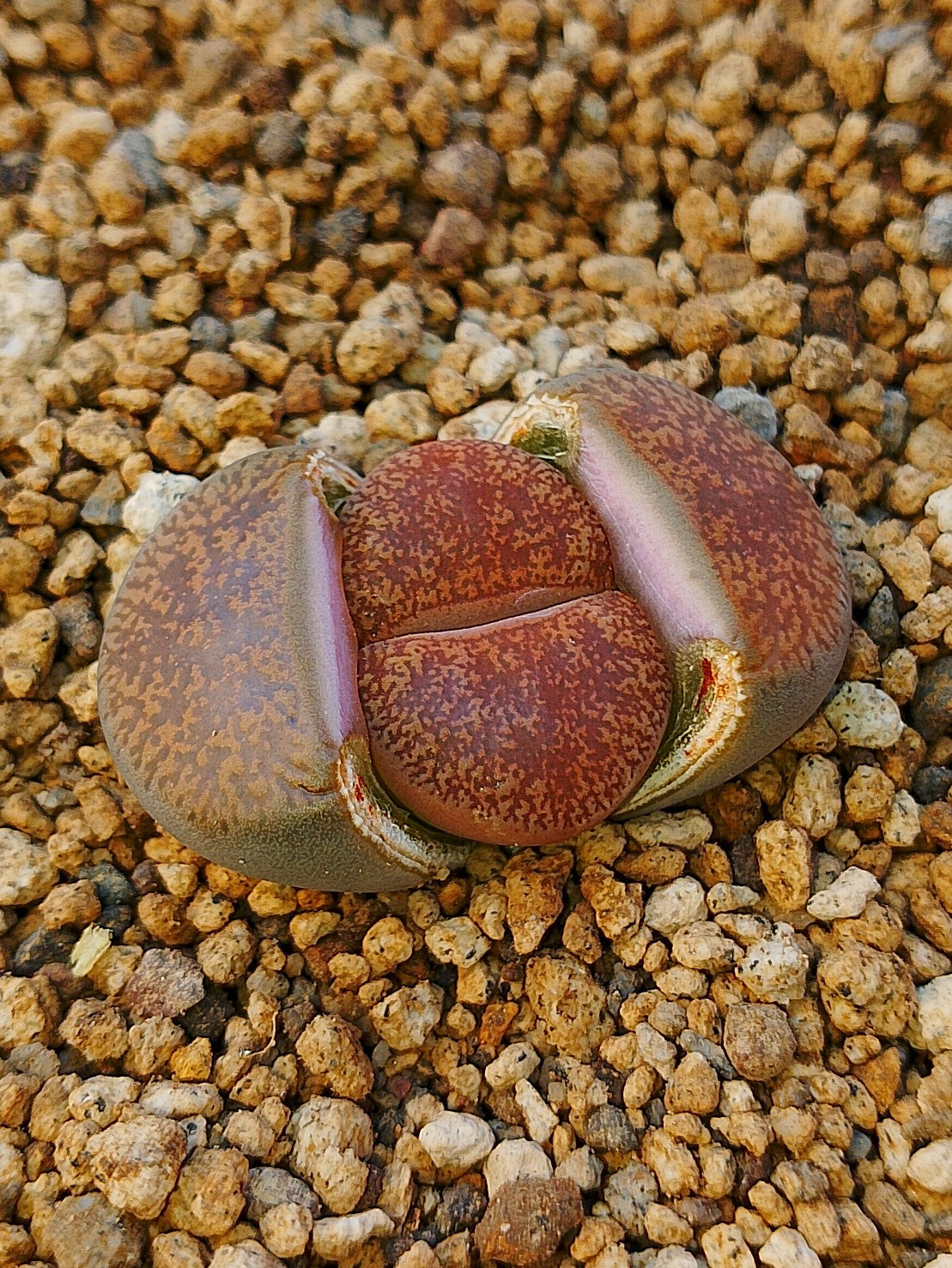 C029 	Lithops lesliei ssp. lesliei v. lesliei