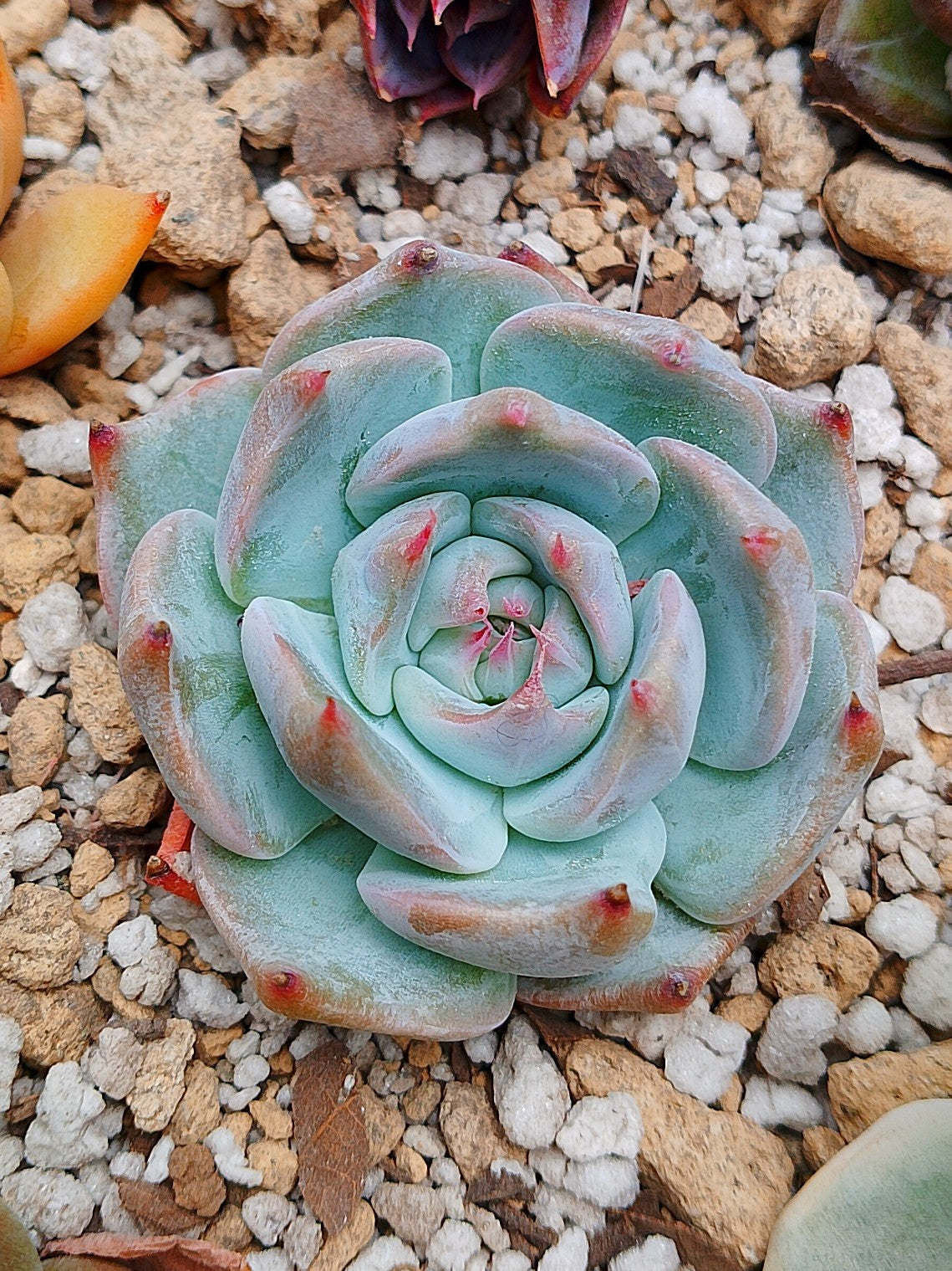 Echeveria Pikachu | maceta 3"