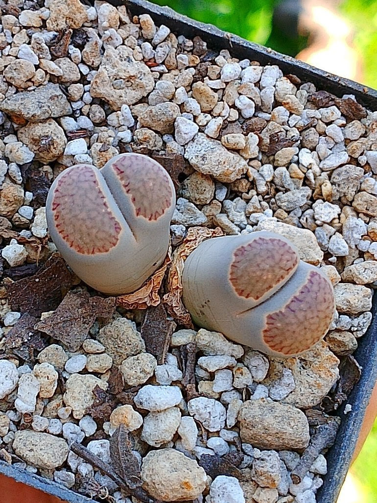 Lithops Salicola  | 2 cabezas