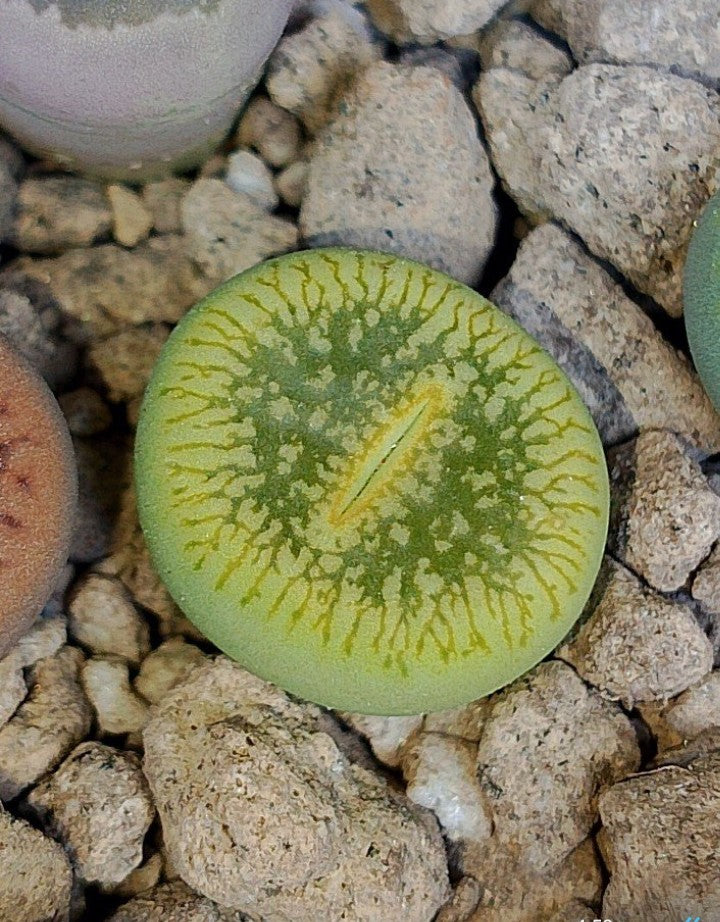 C048A Lithops aucampiae ssp. euniceae cv. 'Bellaketty'