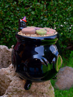 Paquete lithops Mix - Caldero Salem