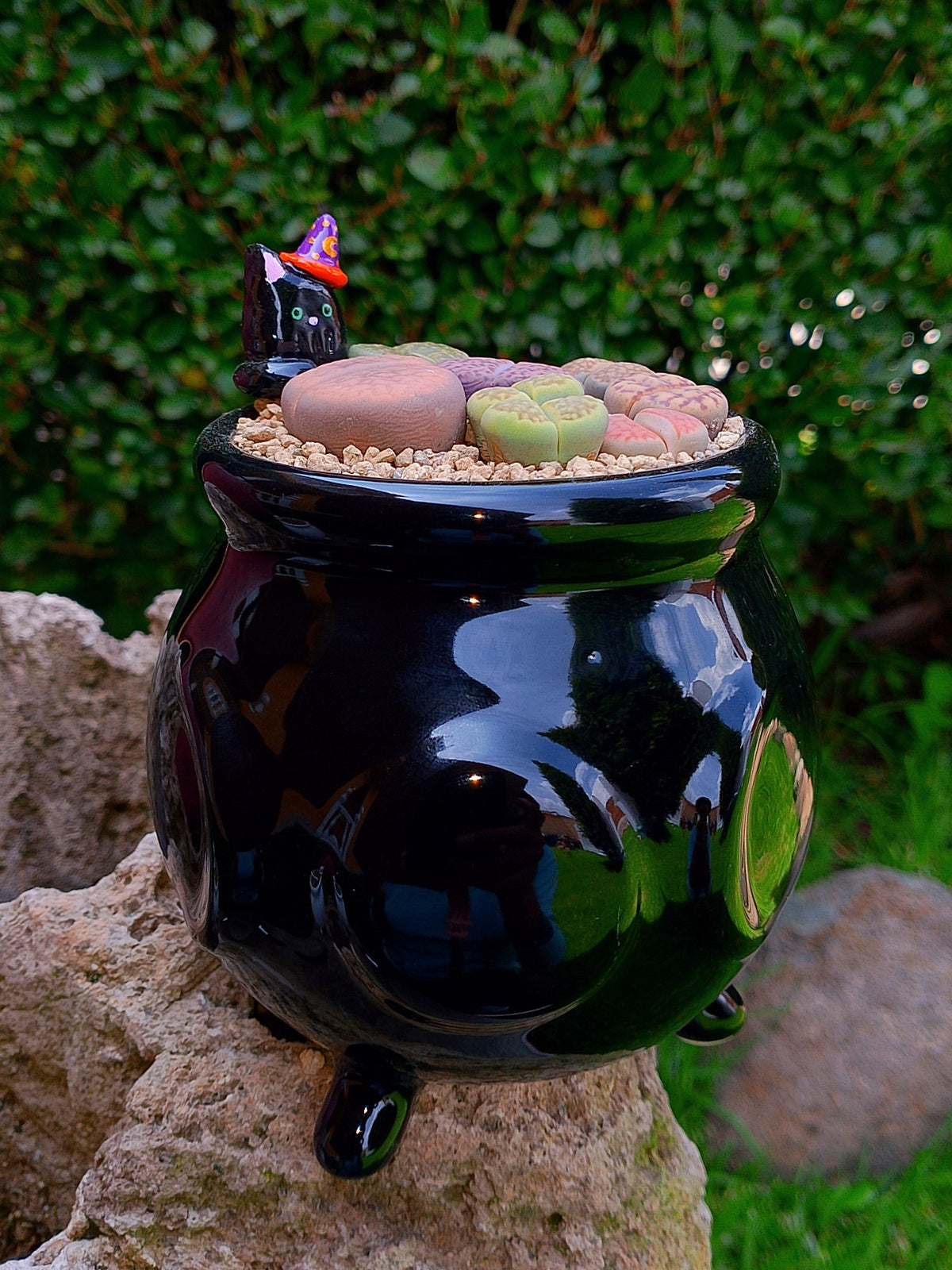 Paquete lithops Mix - Caldero Salem