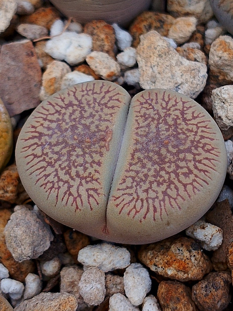 C054 	Lithops aucampiae ssp. euniceae v. fluminalis