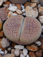 C054 	Lithops aucampiae ssp. euniceae v. fluminalis