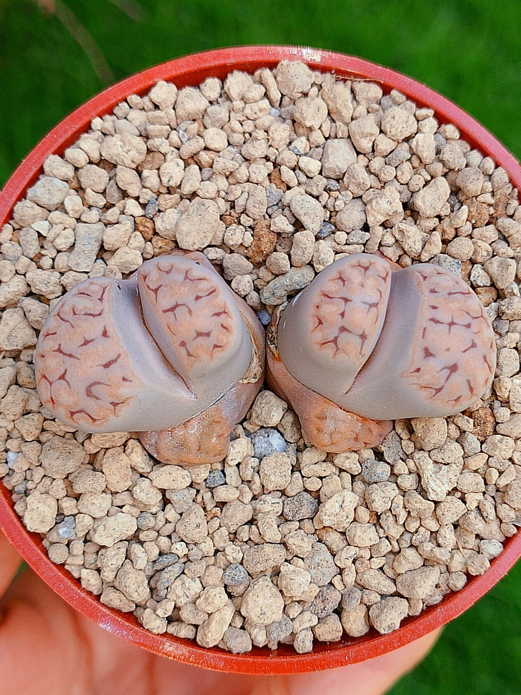 Lithops Karasmontana | 2 cabezas