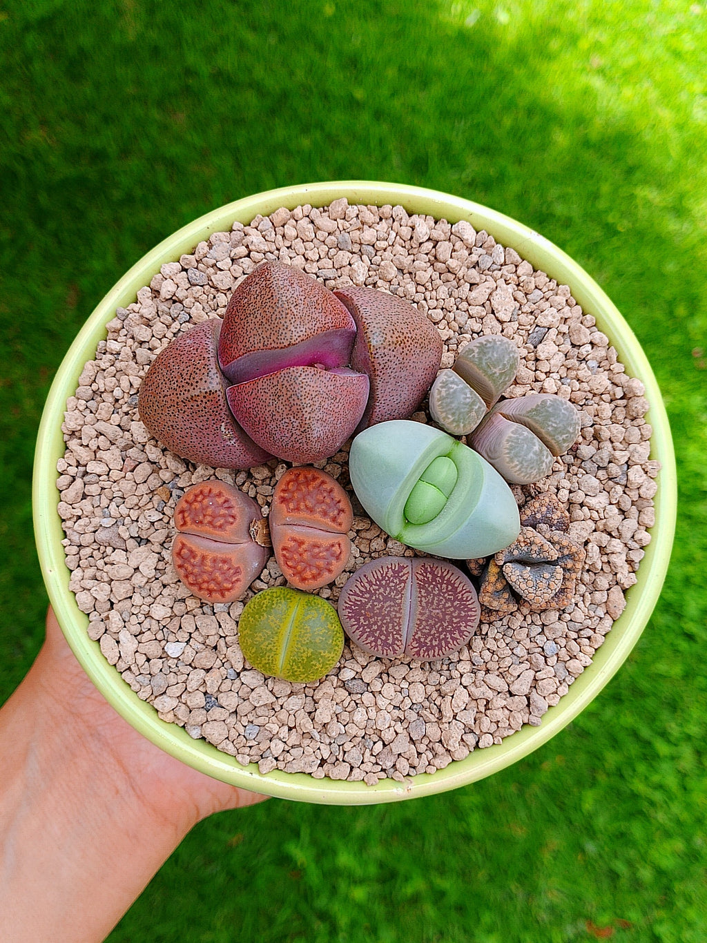 Paquete lithops Mix - circular C