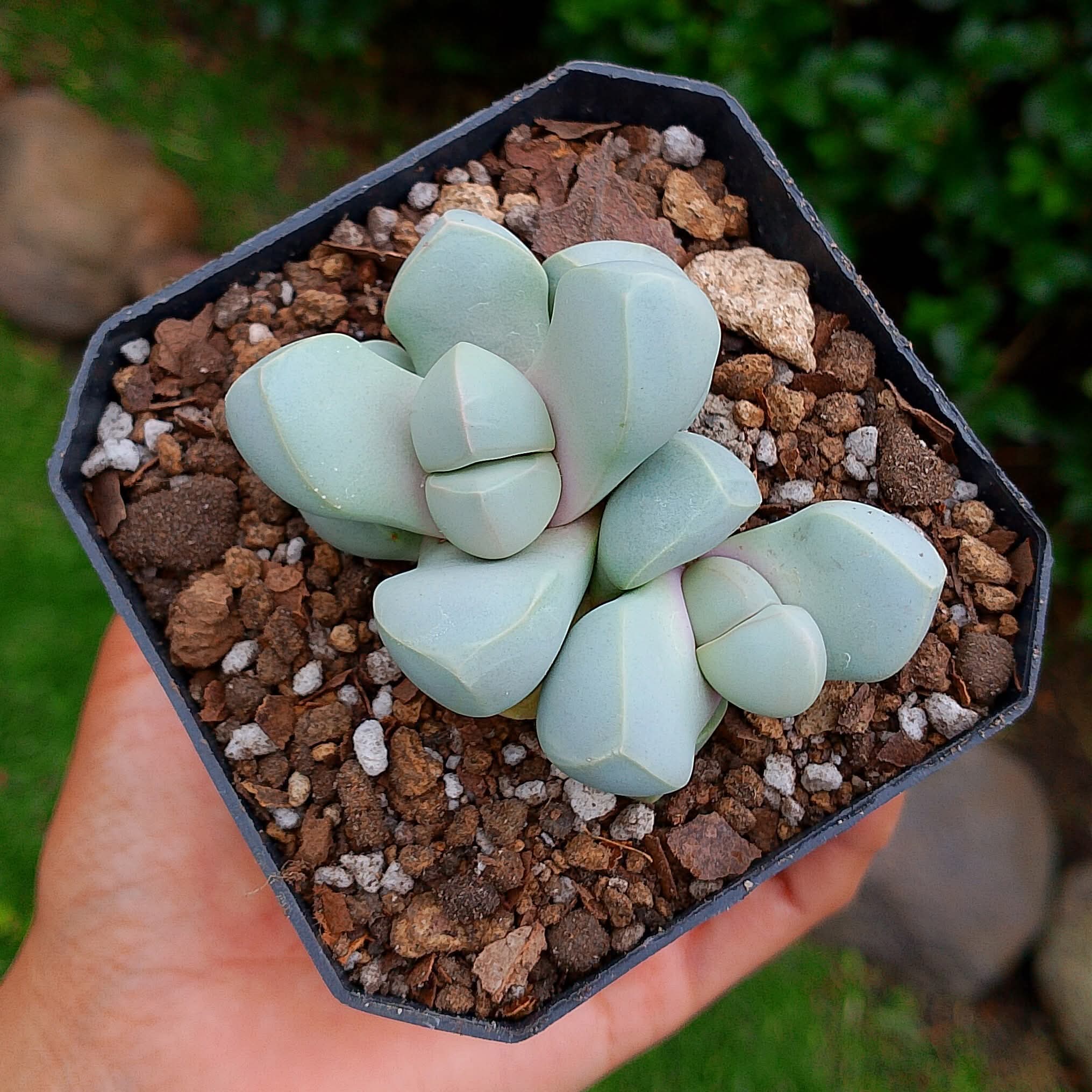 Lapidaria Margaretae