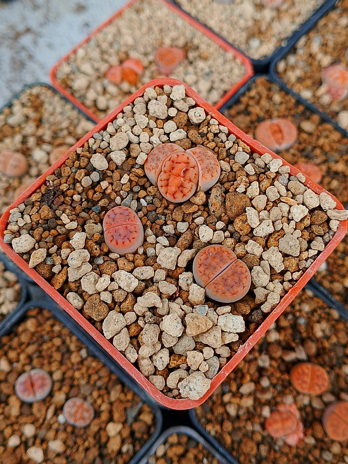 Paquete lithops Mix P | 1 año de edad