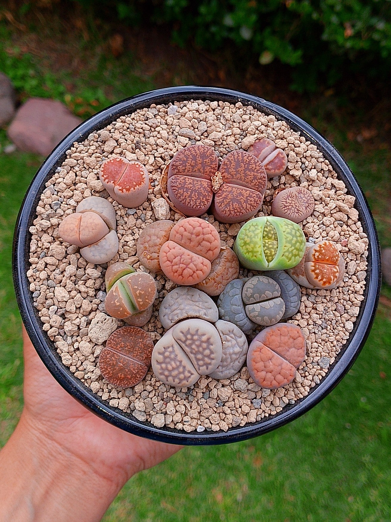 Paquete lithops Mix - circular B