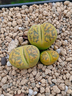 C362 Lithops Bromfieldii sulphurea  | 2 cabezas