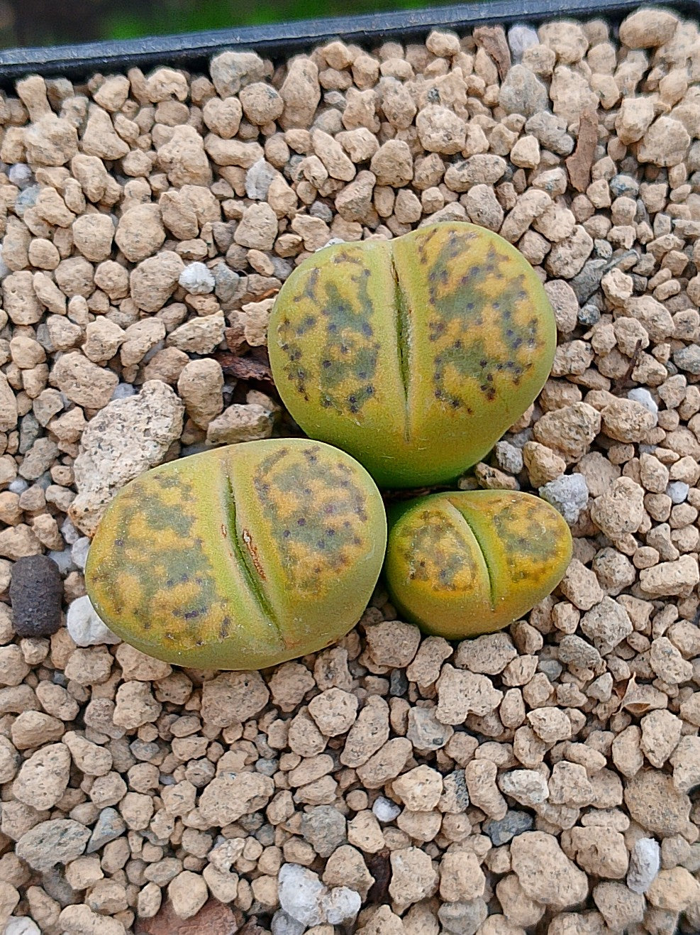 C362 Lithops Bromfieldii sulphurea  | 2 cabezas