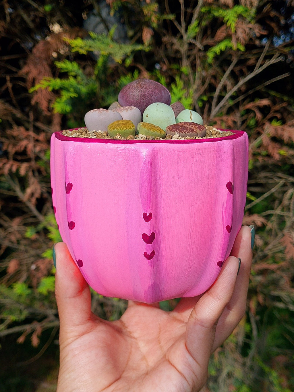 Paquete lithops Mix - circular E