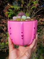 Paquete lithops Mix - circular E