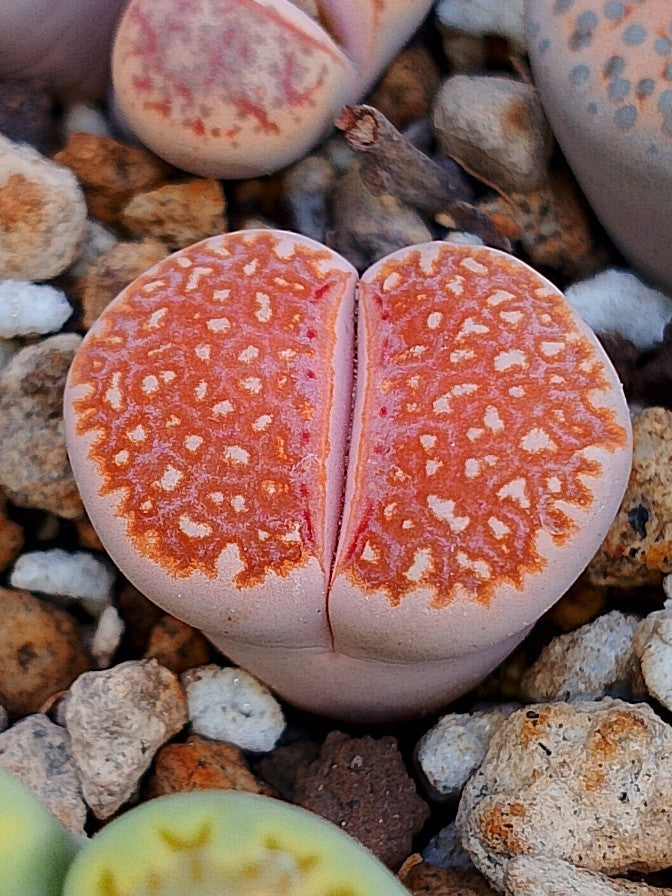 C063 	Lithops julii ssp. julii A