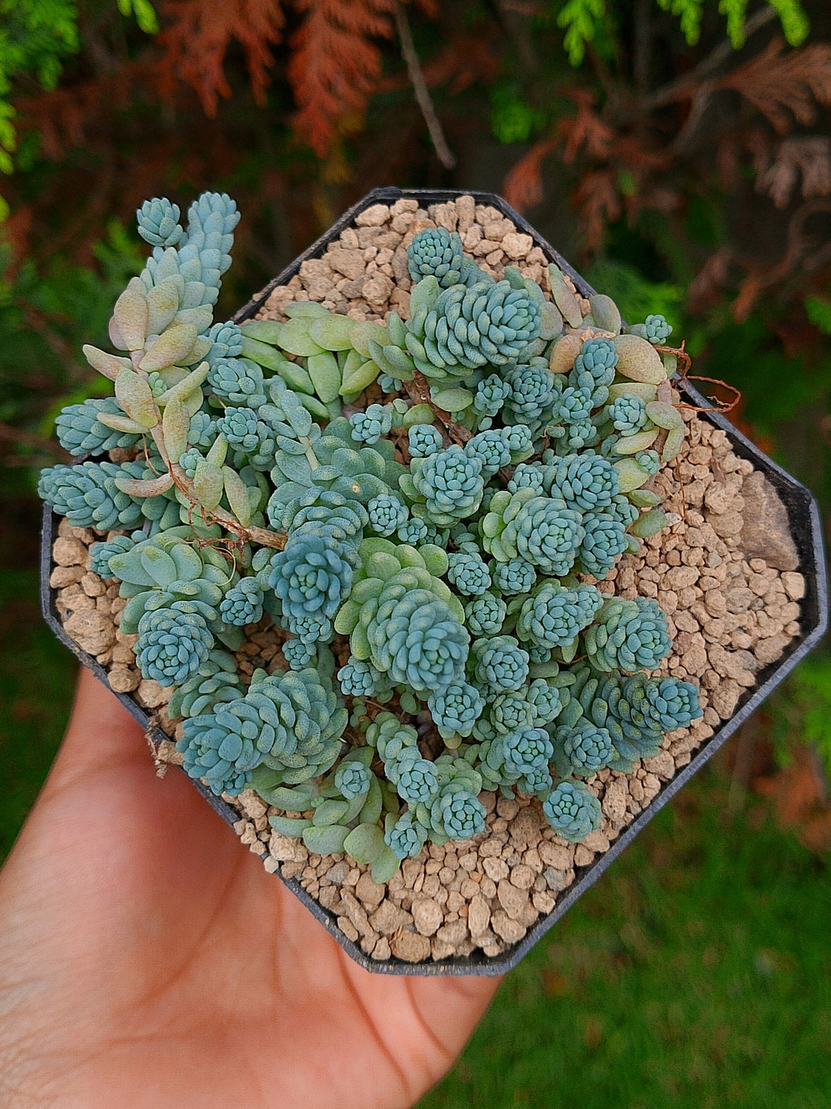 Sedum Himalaya Sky A | maceta 3.5"