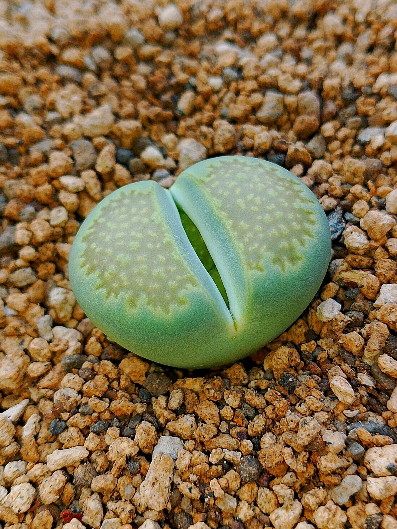 C111A Lithops hallii v. ochracea 'Green Soapstone'