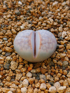 C349 	Lithops julii ssp. julii