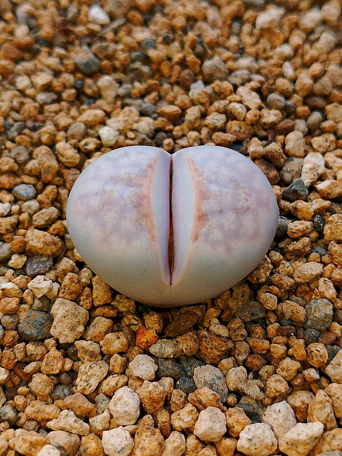 C349 	Lithops julii ssp. julii