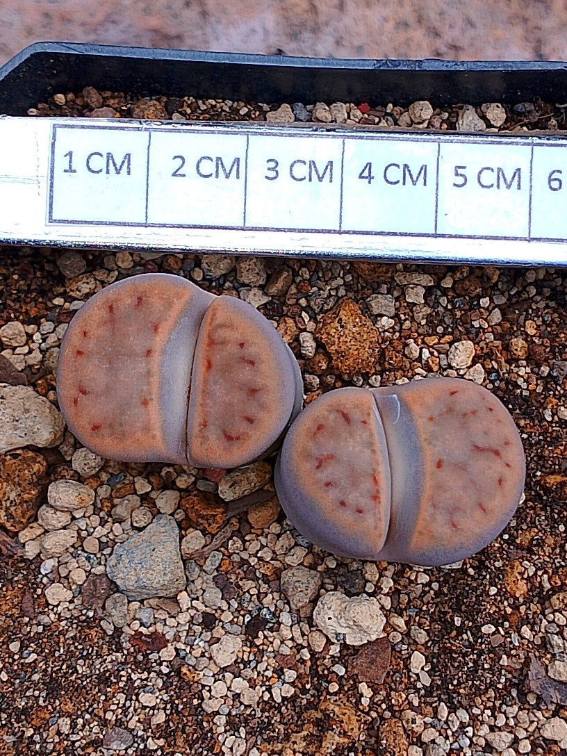 Lithops Schwantesii 2 cabezas