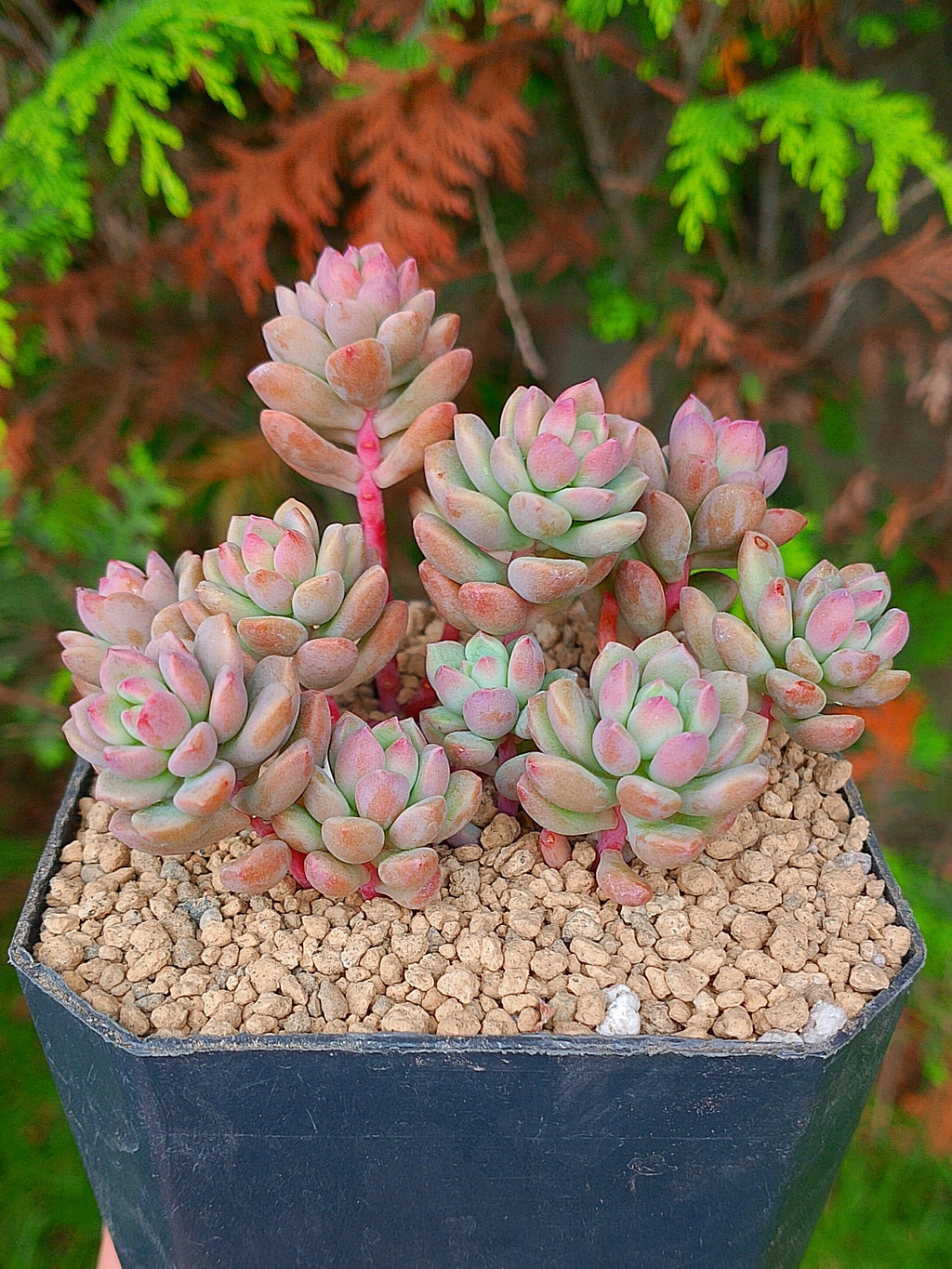 Graptopetalum Cherry Danko | maceta 3.5"