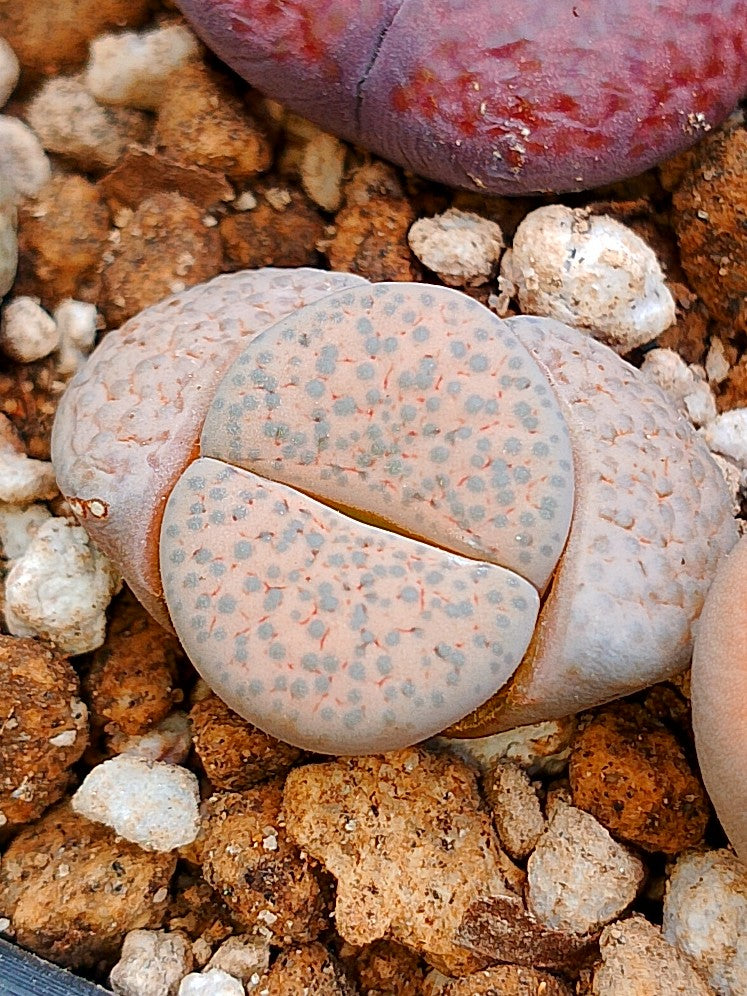 C222 	Lithops fulviceps v. lactinea