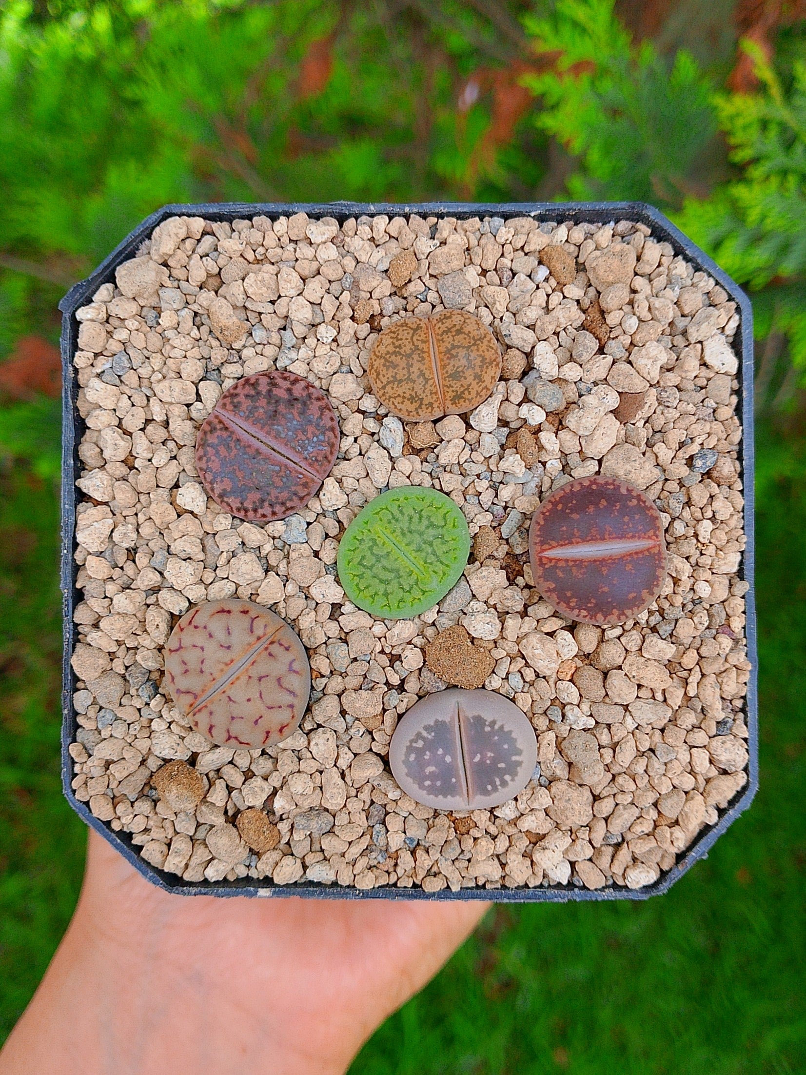 Paquete lithops cultivares N | maceta de 3.5"