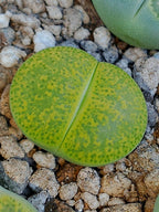 C036B 	Lithops lesliei ssp. lesliei v. lesliei 'Storms’s Albinigold'