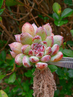 Echeveria Channel rose